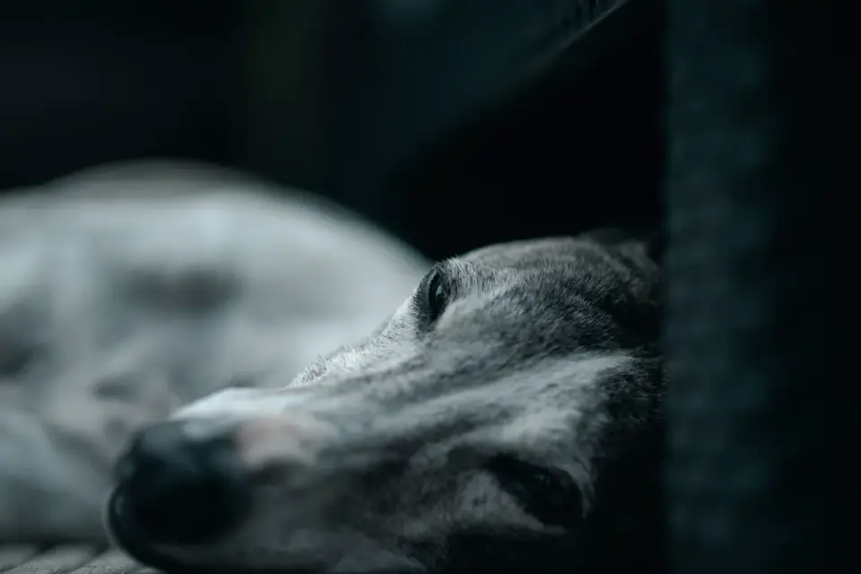 Senior dog resting at home