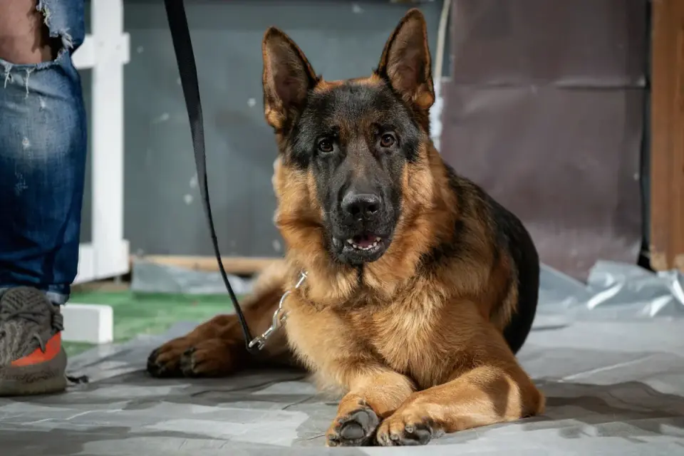 Senior dog resting on an orthopedic bed close to its owner's feet