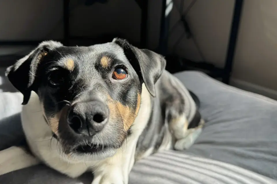Senior dog resting on an orthopedic bed near a warm corner of a living room