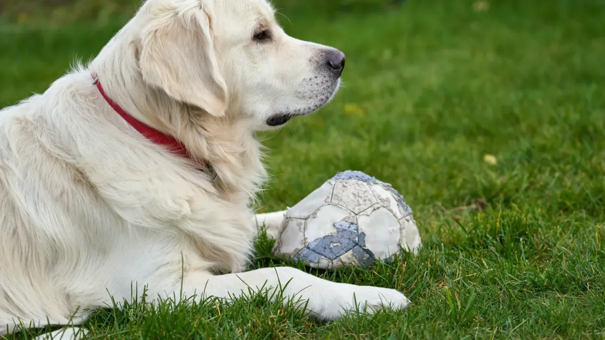 Senior dog resting with its weight shifted off its hind legs on a grass lawn