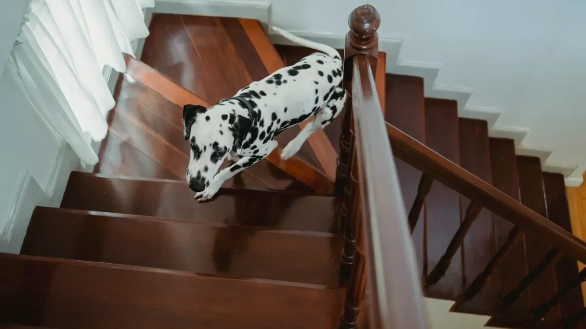 Senior dog standing at the bottom of a dimly lit staircase