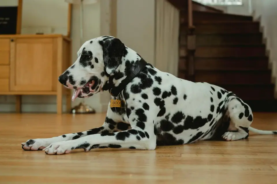 Senior dog standing at the bottom of a dimly lit staircase