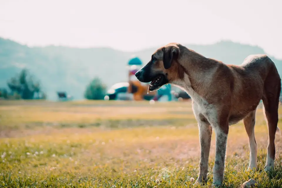 Senior dog walking outdoors