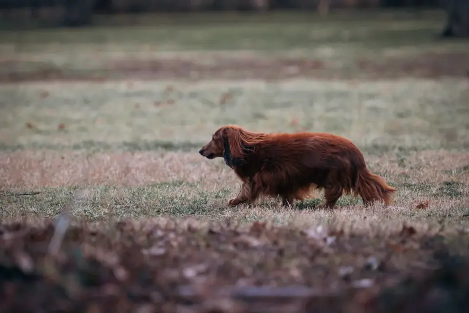 Senior dog walking outdoors