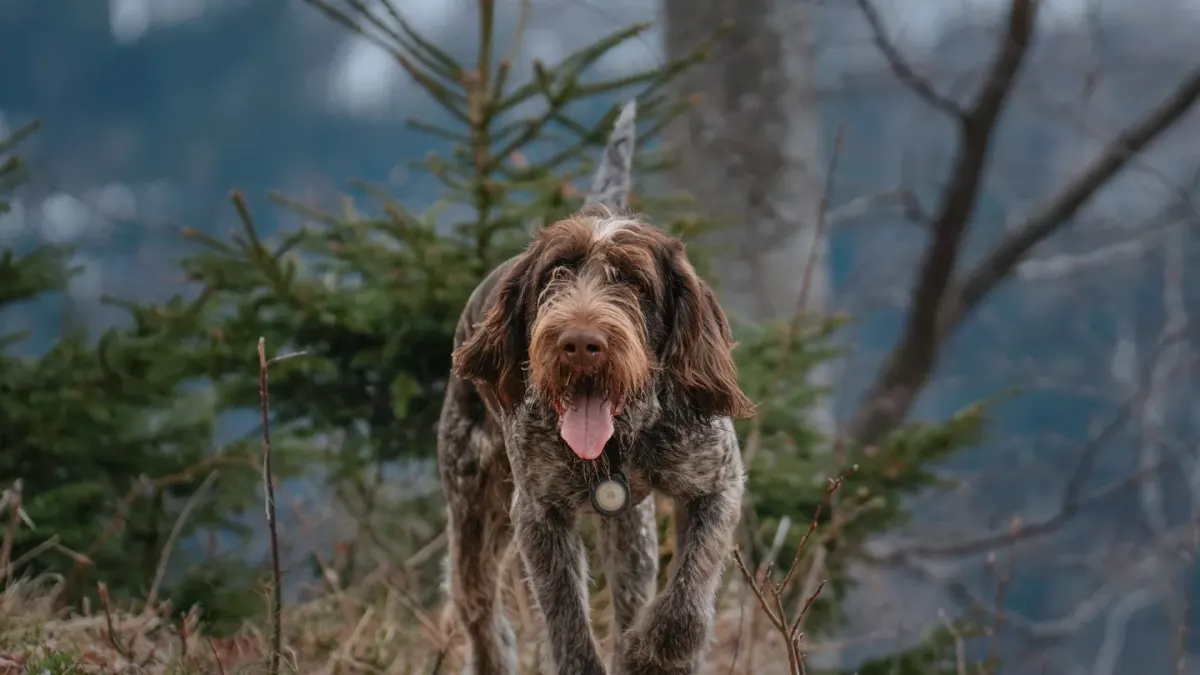 Senior dog walking outdoors