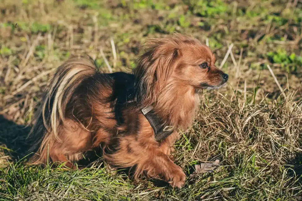 Senior dog walking outdoors