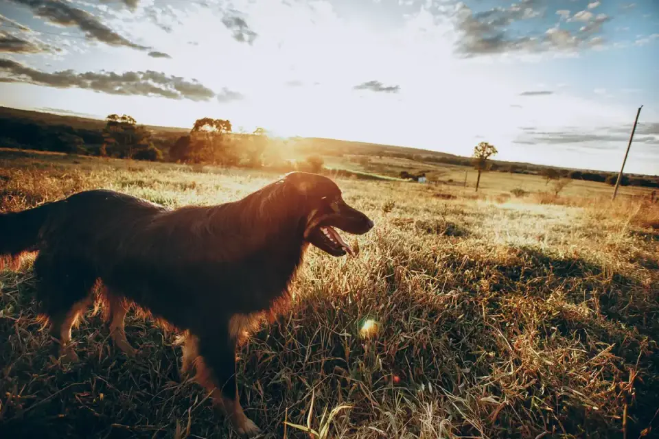 Senior dog walking outdoors