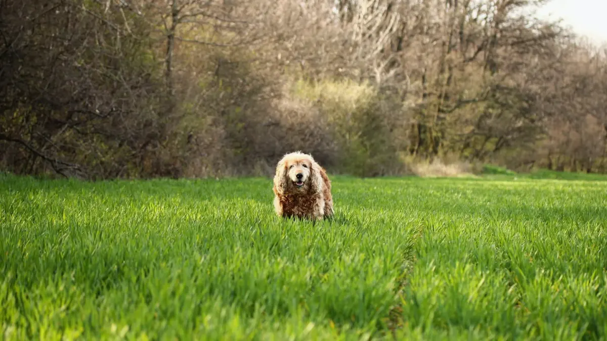 Senior dog walking outdoors