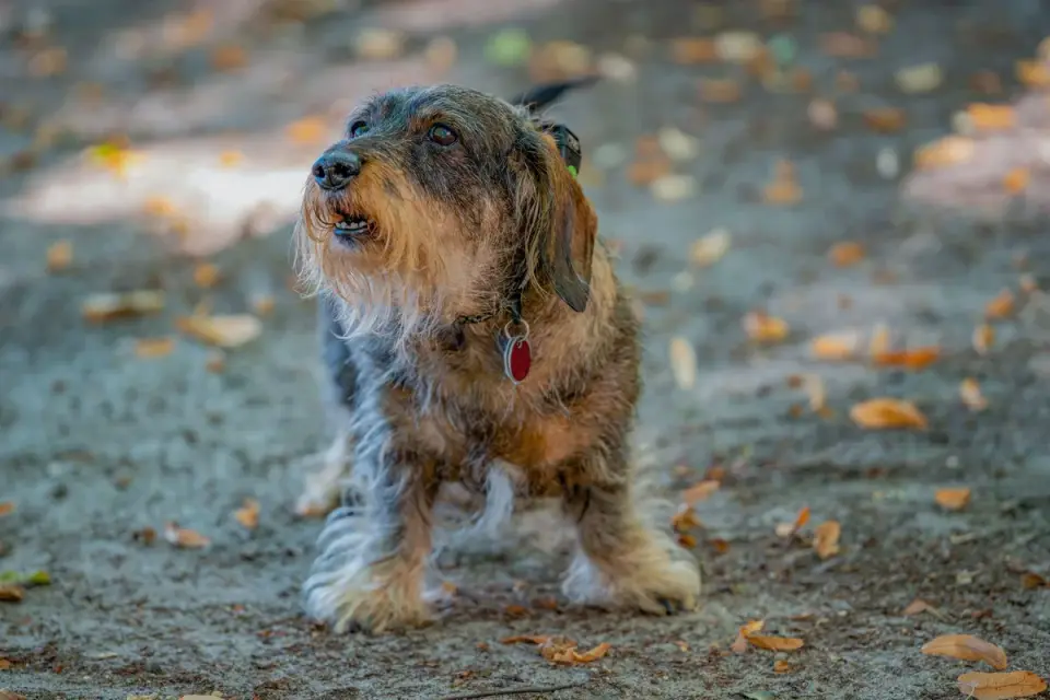 Senior dog walking outdoors