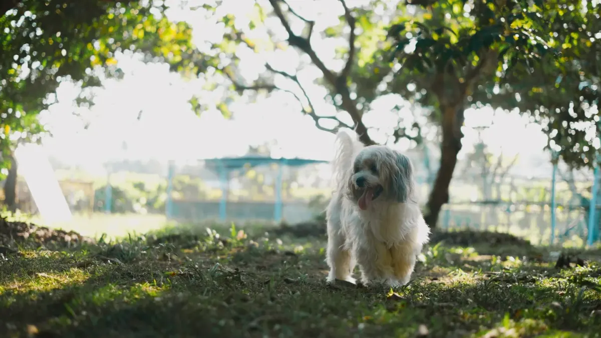 Senior dog walking outdoors