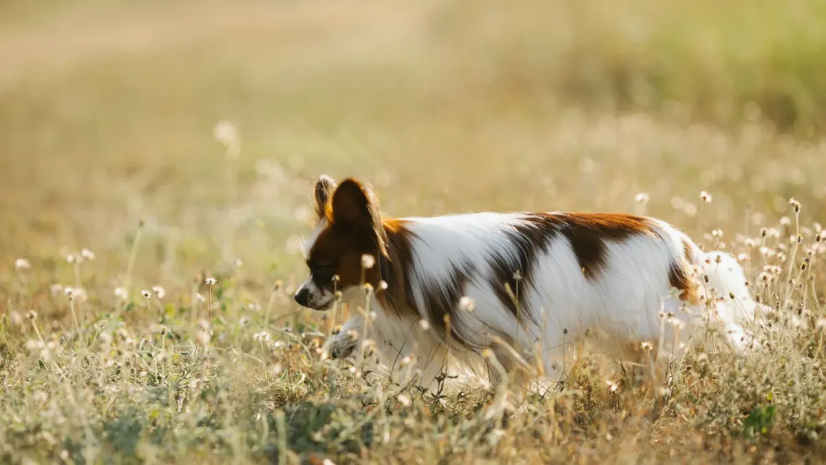 Senior dog walking outdoors