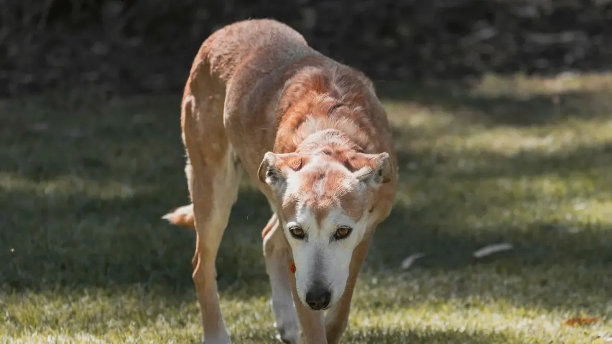 Senior dog walking outdoors