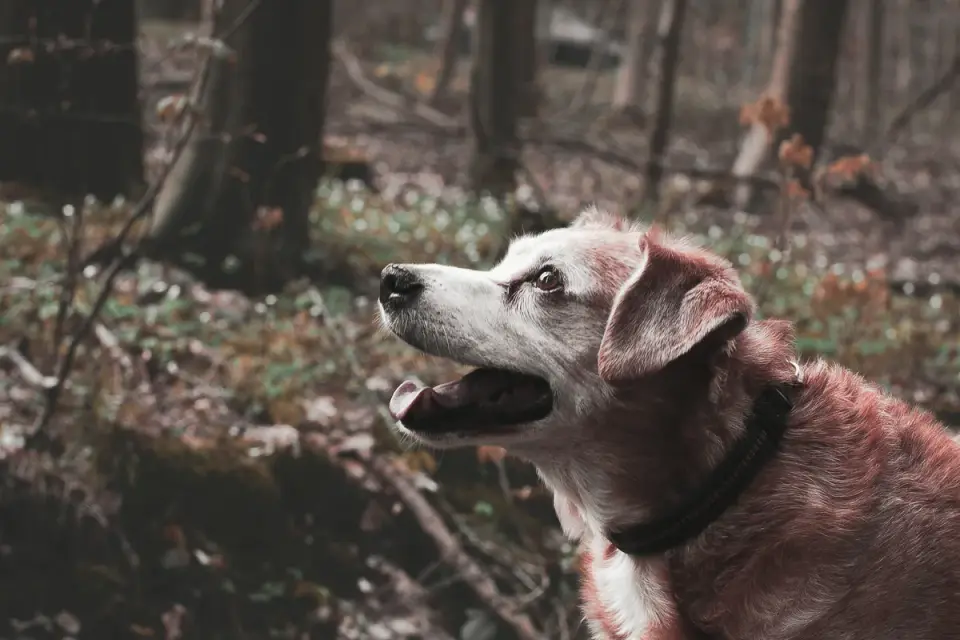 Senior dog walking outdoors