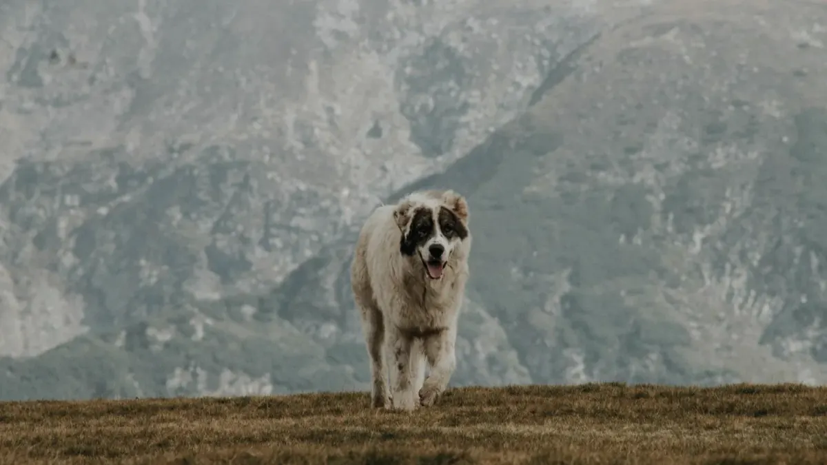 Senior dog walking outdoors
