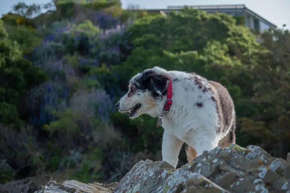 Senior dog walking outdoors