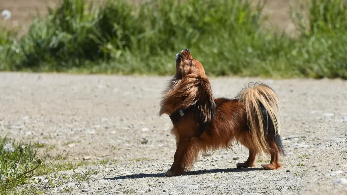 Senior dog walking outdoors