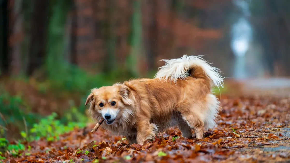 Senior dog walking outdoors