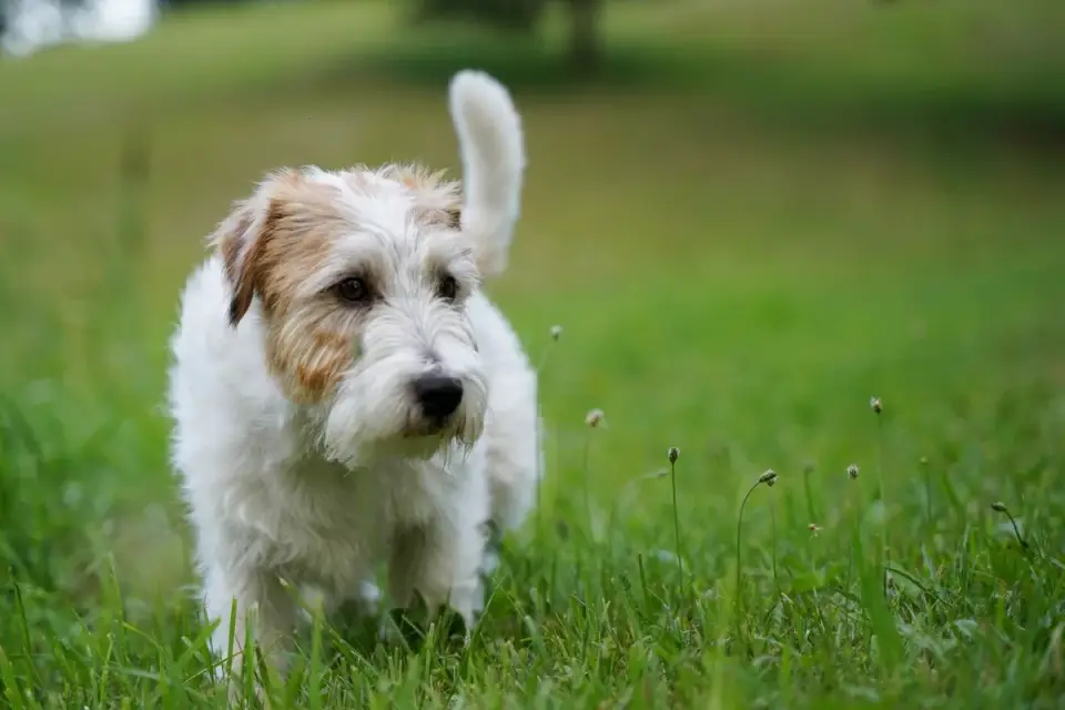 Senior dog walking outdoors