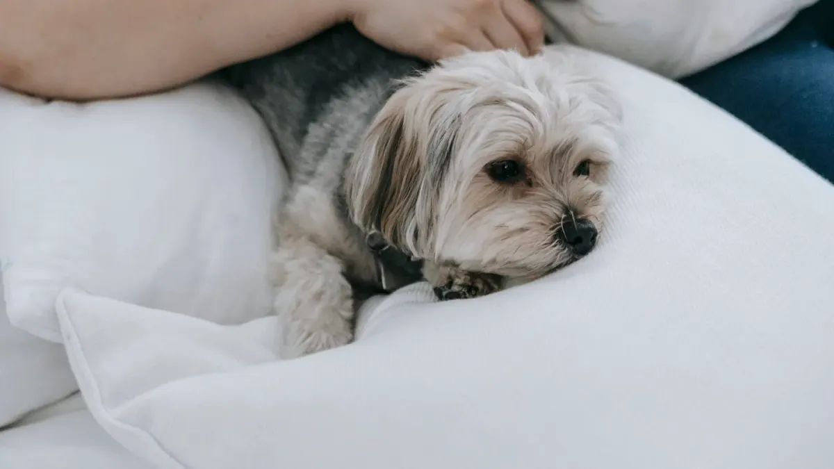 Senior dog walking with an owner