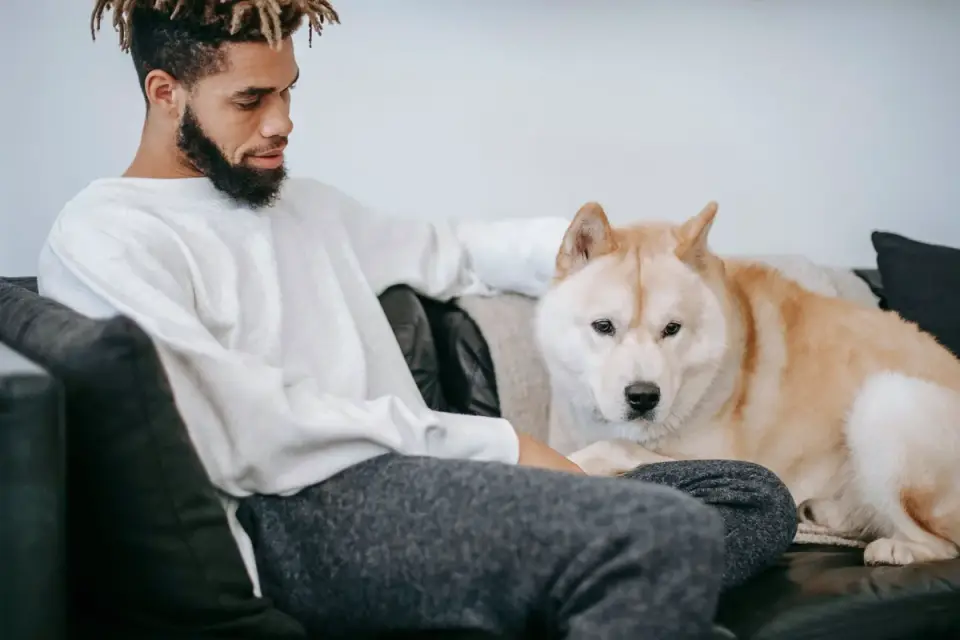 Senior dog walking with an owner