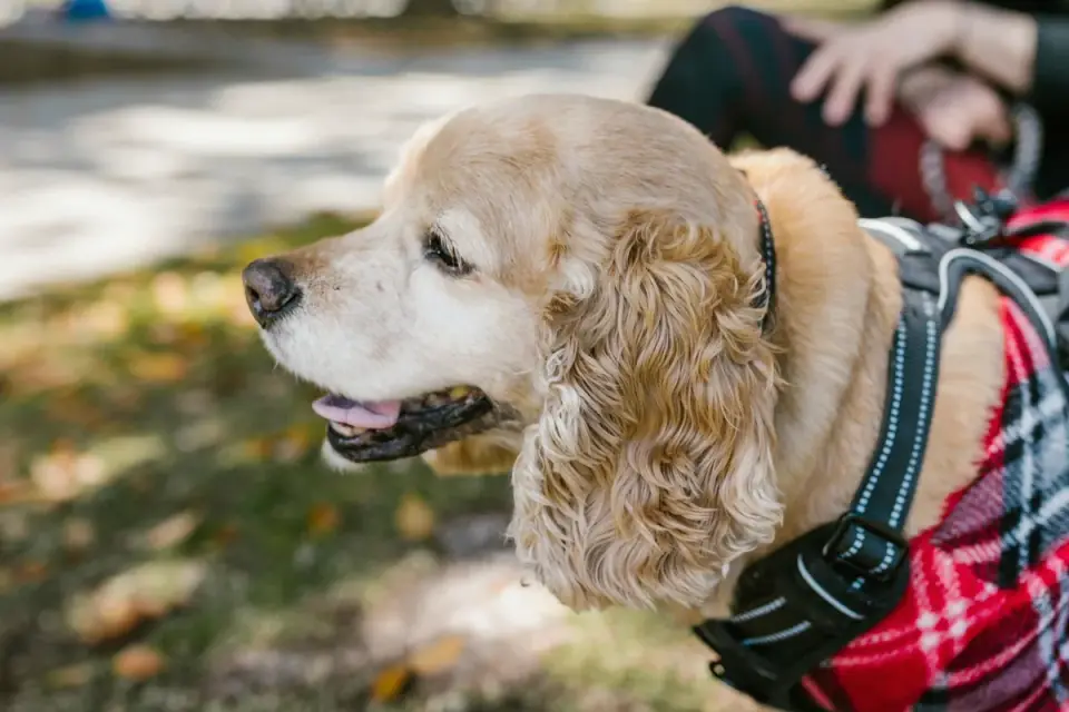 Senior dog walking with an owner