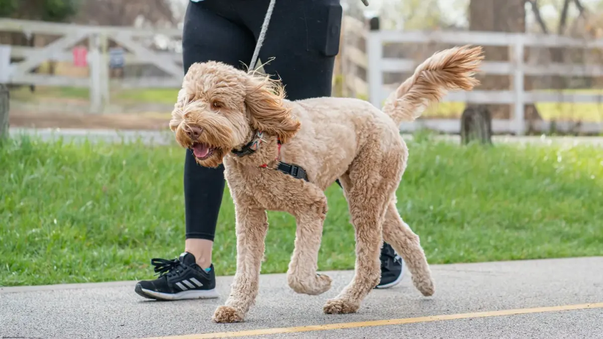 Senior dog walking with an owner