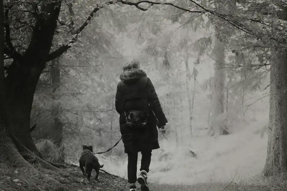 Senior dog walking with an owner