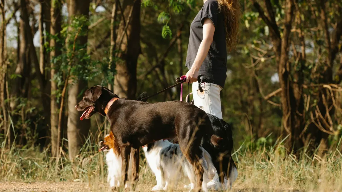 Senior dog walking with an owner