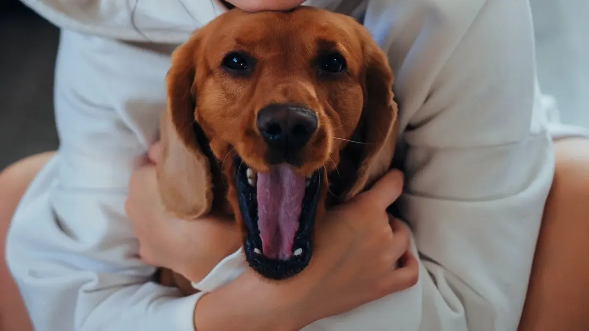 Senior dog walking with an owner