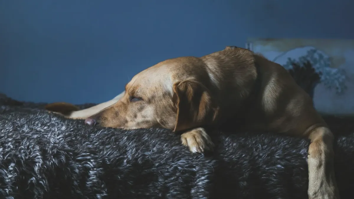 Senior golden retriever lying on an orthopedic bed next to a small dish of soft chews