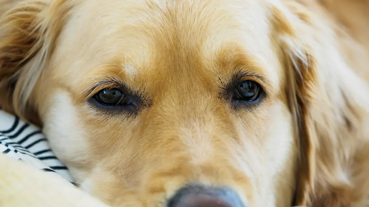 Senior golden retriever lying on an orthopedic bed with joints visibly relaxed