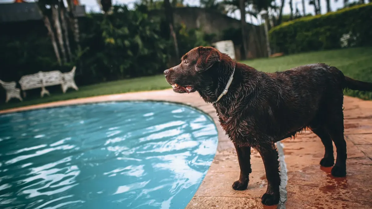 Senior golden retriever wearing a flotation vest while swimming in a therapy pool