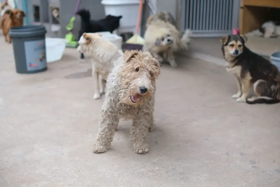 Several dogs of different sizes interacting in an indoor boarding kennel run