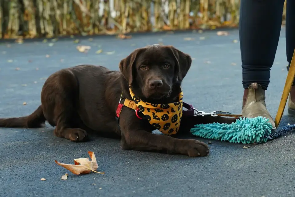 Several puppies and their owners sit in a circle during a vet-screened socialization class