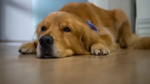 Sliced apple pieces next to a golden retriever resting on a kitchen floor