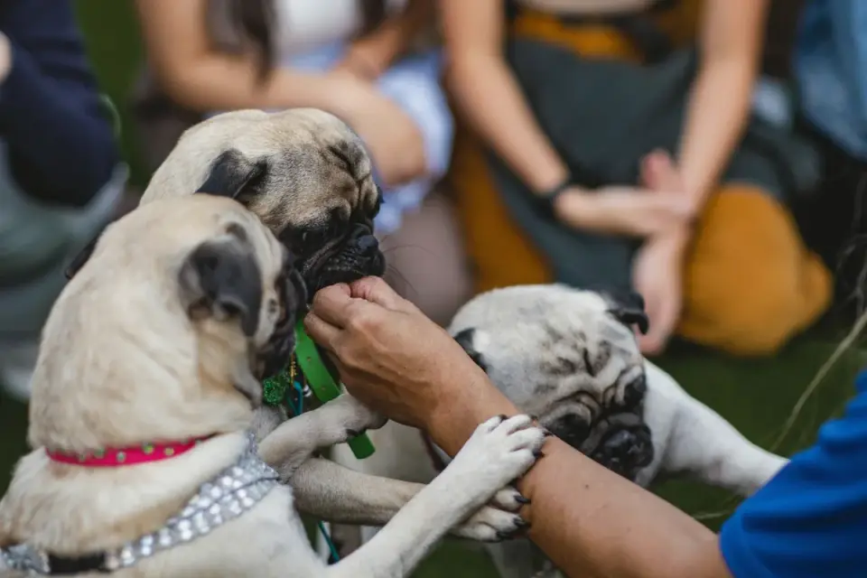 Small dog taking a soft chew treat from an owner&#x27;s hand