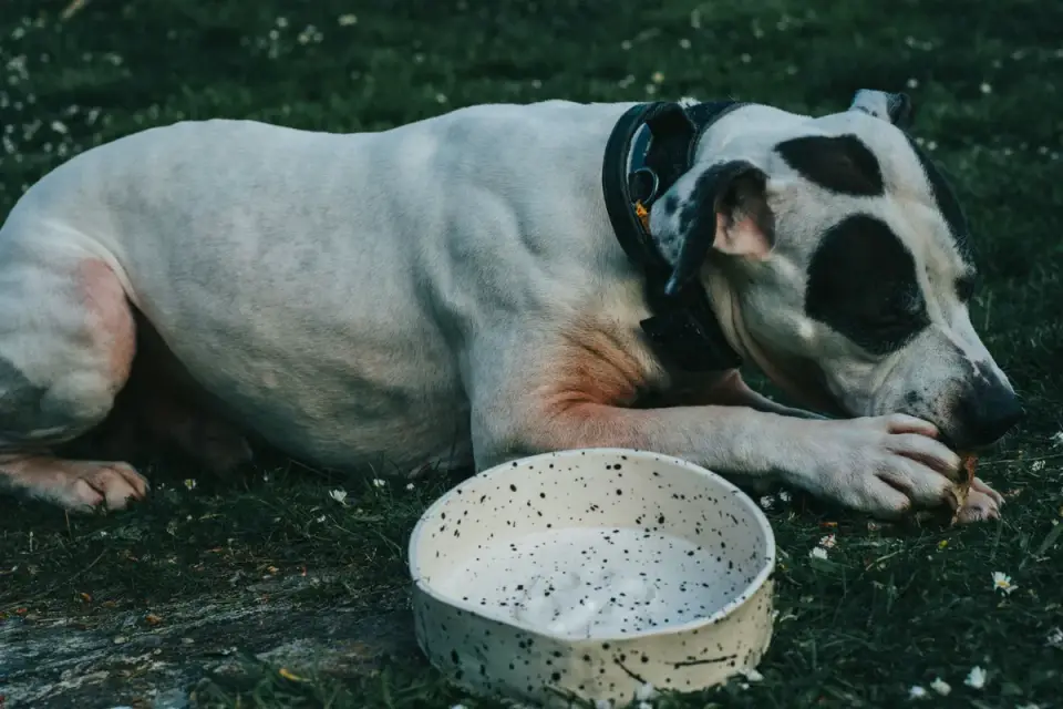 Soft chew supplements in a small bowl next to a measuring scoop