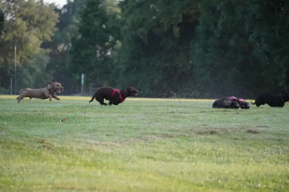 Two dogs chasing each other across a grassy fenced dog park