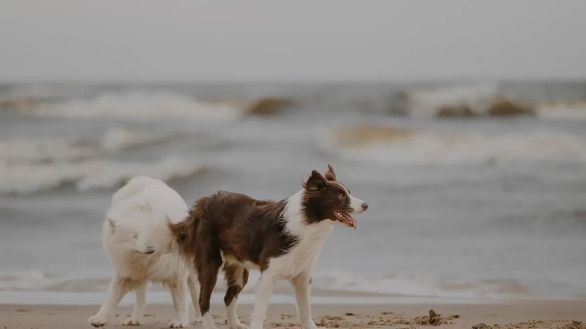 Two dogs facing each other in a low play bow position on grass