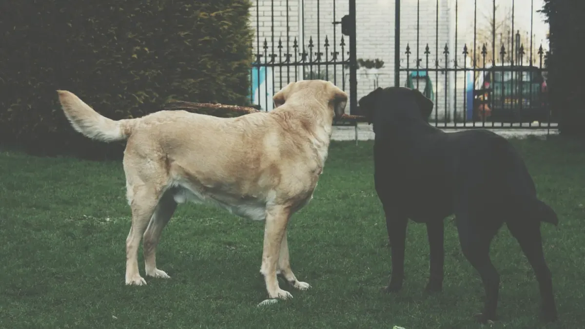 Two dogs mid-play in a backyard, one briefly mounting the other during a game