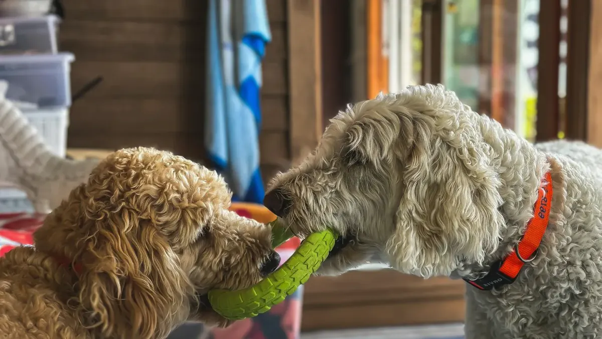 Two dogs mid-tug-of-war with a rope toy on a lawn