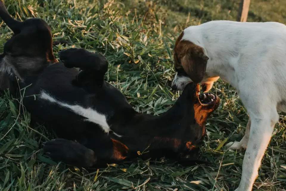 Two dogs playing together in a fenced backyard