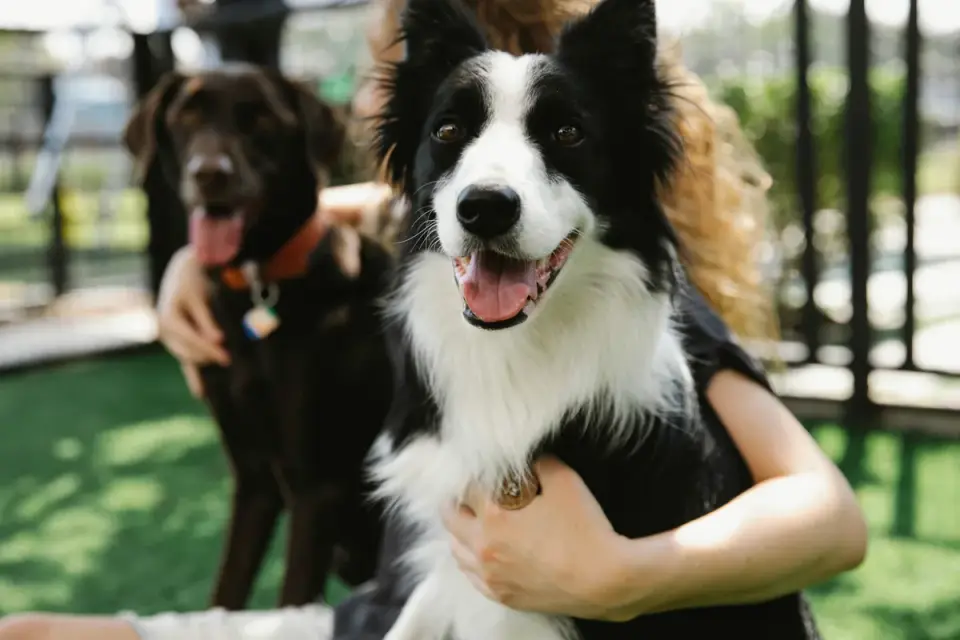Two dogs playing together in a fenced yard