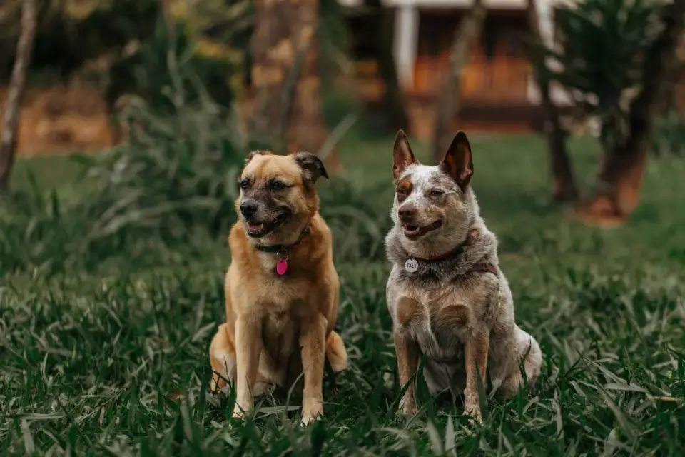 Two dogs wrestling with loose, bouncy body posture on a lawn