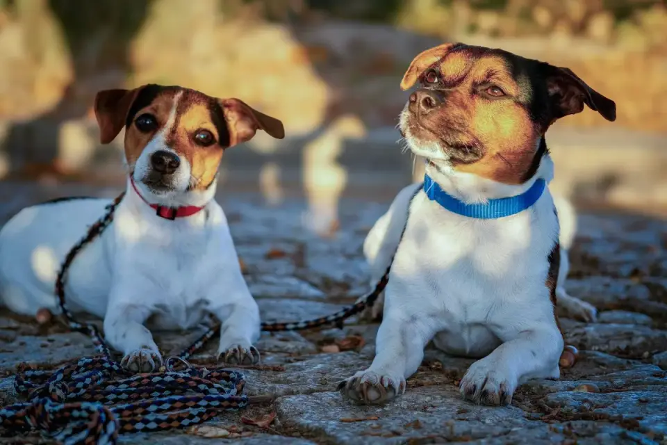 Two leashed dogs facing each other with stiff, upright posture