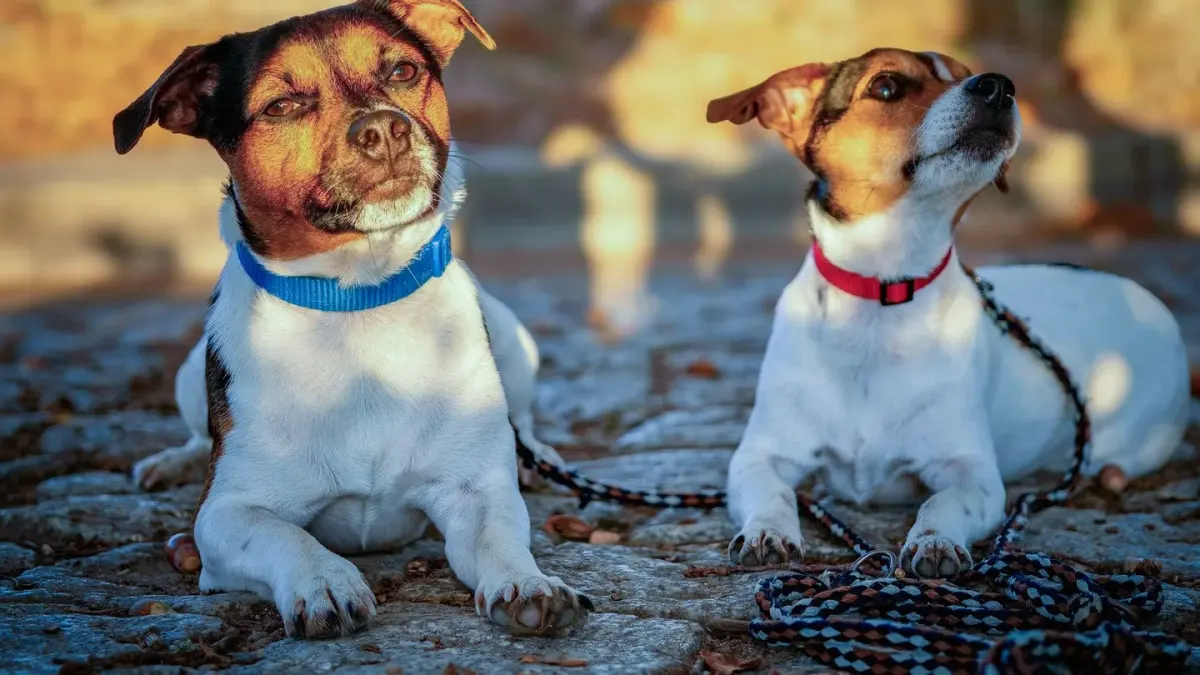 Two leashed dogs passing on a sidewalk, one standing stiff and staring at the other