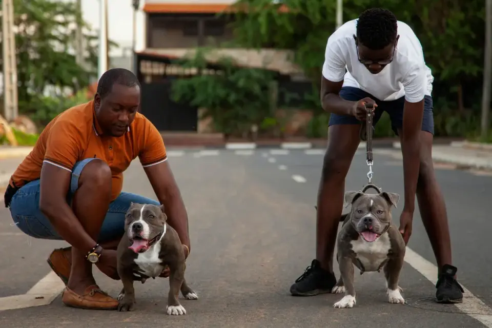 Two leashed dogs passing on opposite sides of a residential street