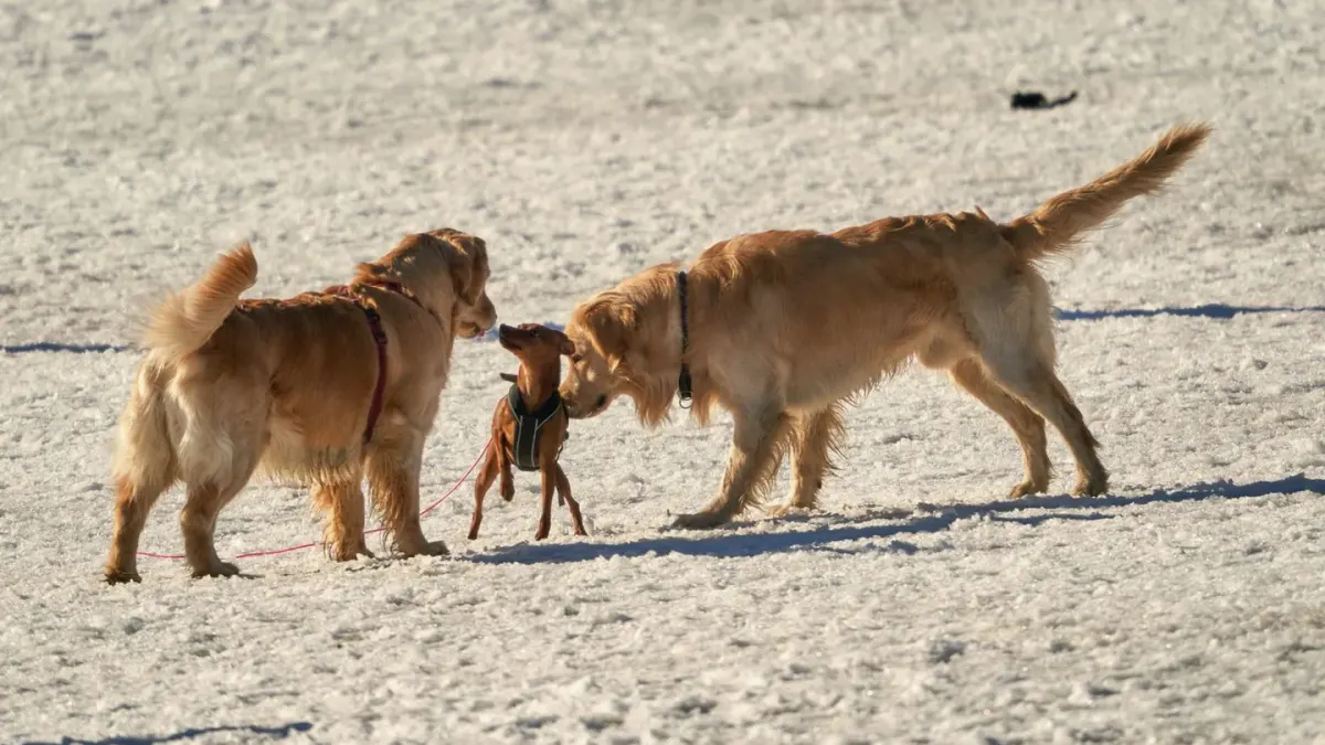 Two leashed dogs sniffing each other calmly on a grassy path