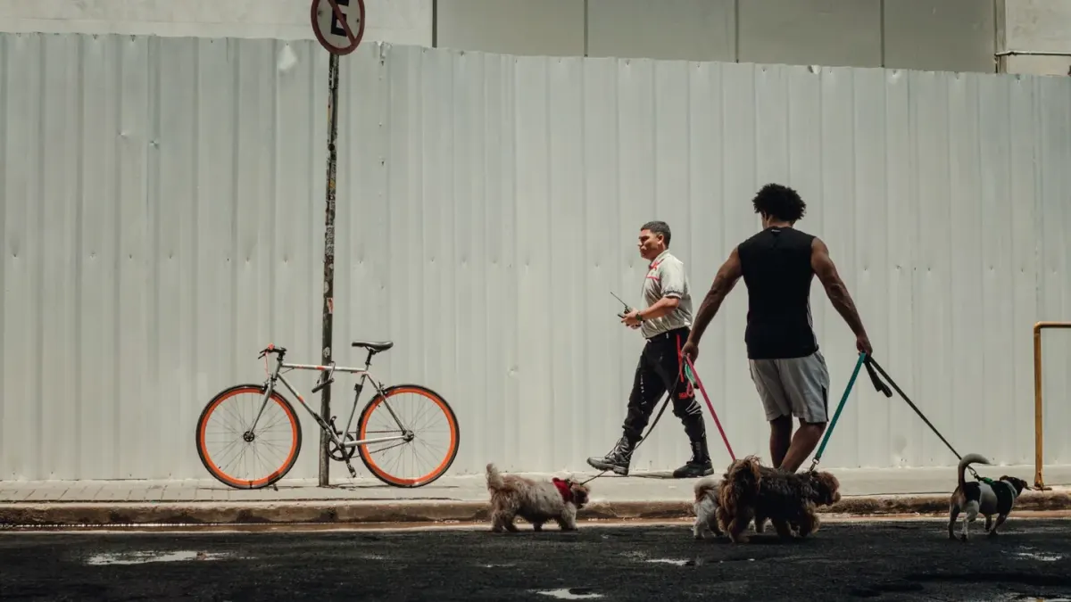Two leashed dogs standing stiffly while looking across a street at a distant trigger
