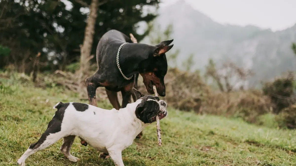 Two medium-sized dogs sprinting side by side across an open dog park field
